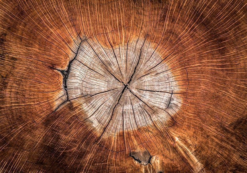Fototapete - The Soul of a Tree Artgeist