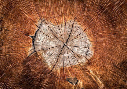 Fototapete - The Soul of a Tree Artgeist