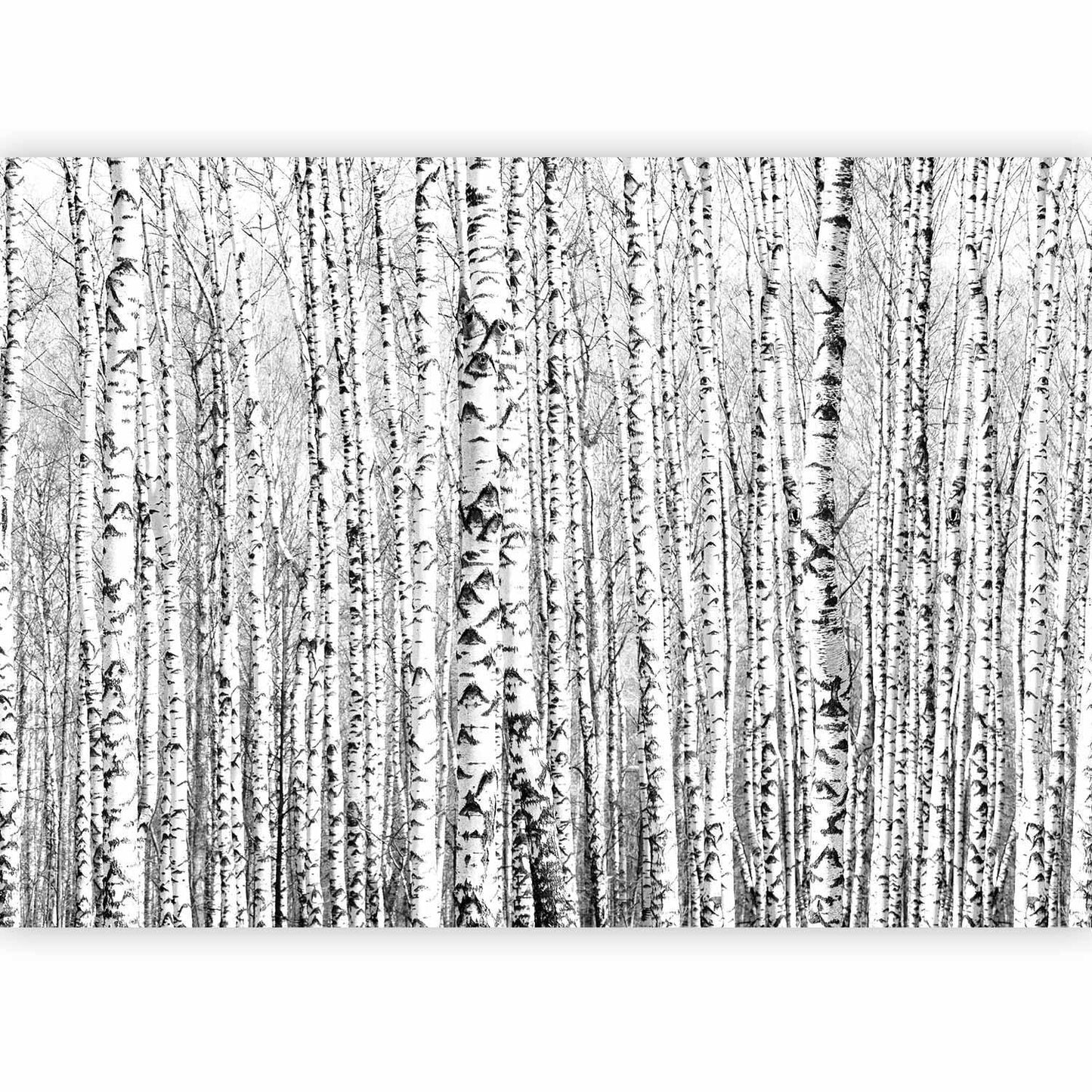 Fototapete - Birch forest