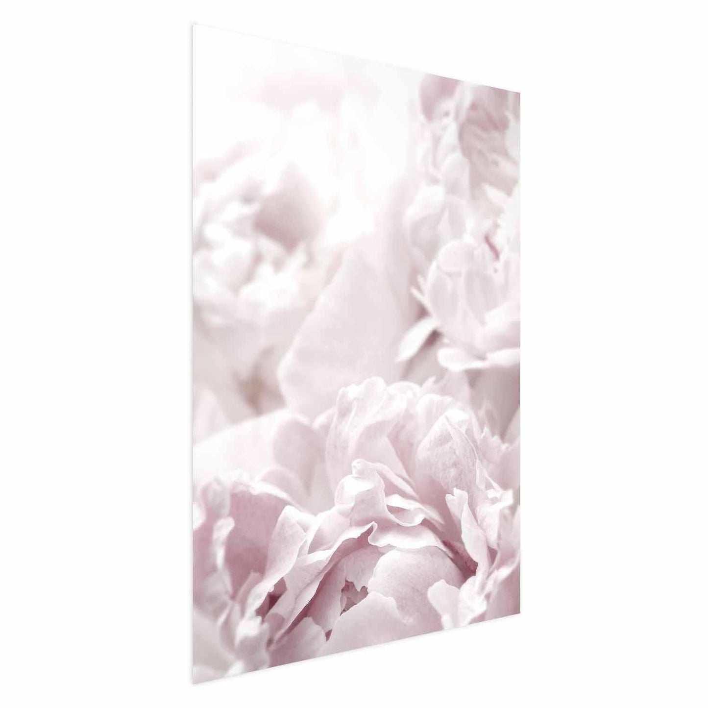 Poster - Fluffy Peonies Artgeist
