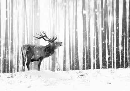 Schwarz-weiße Fototapete mit Hirsch im verschneiten Wald

