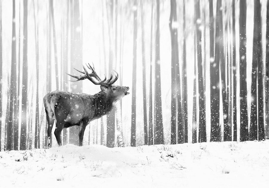 Schwarz-weiße Fototapete mit Hirsch im verschneiten Wald

