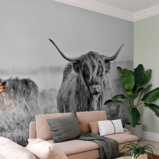 Fototapete - Highland Cattle Artgeist