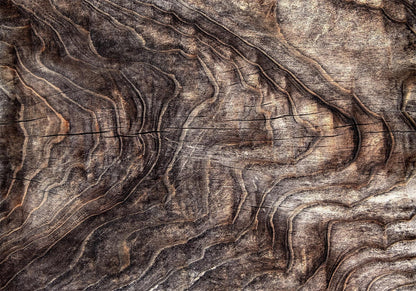 Fototapete Zeichen der Zeit – Baumrinde-Textur für authentische Wandgestaltung