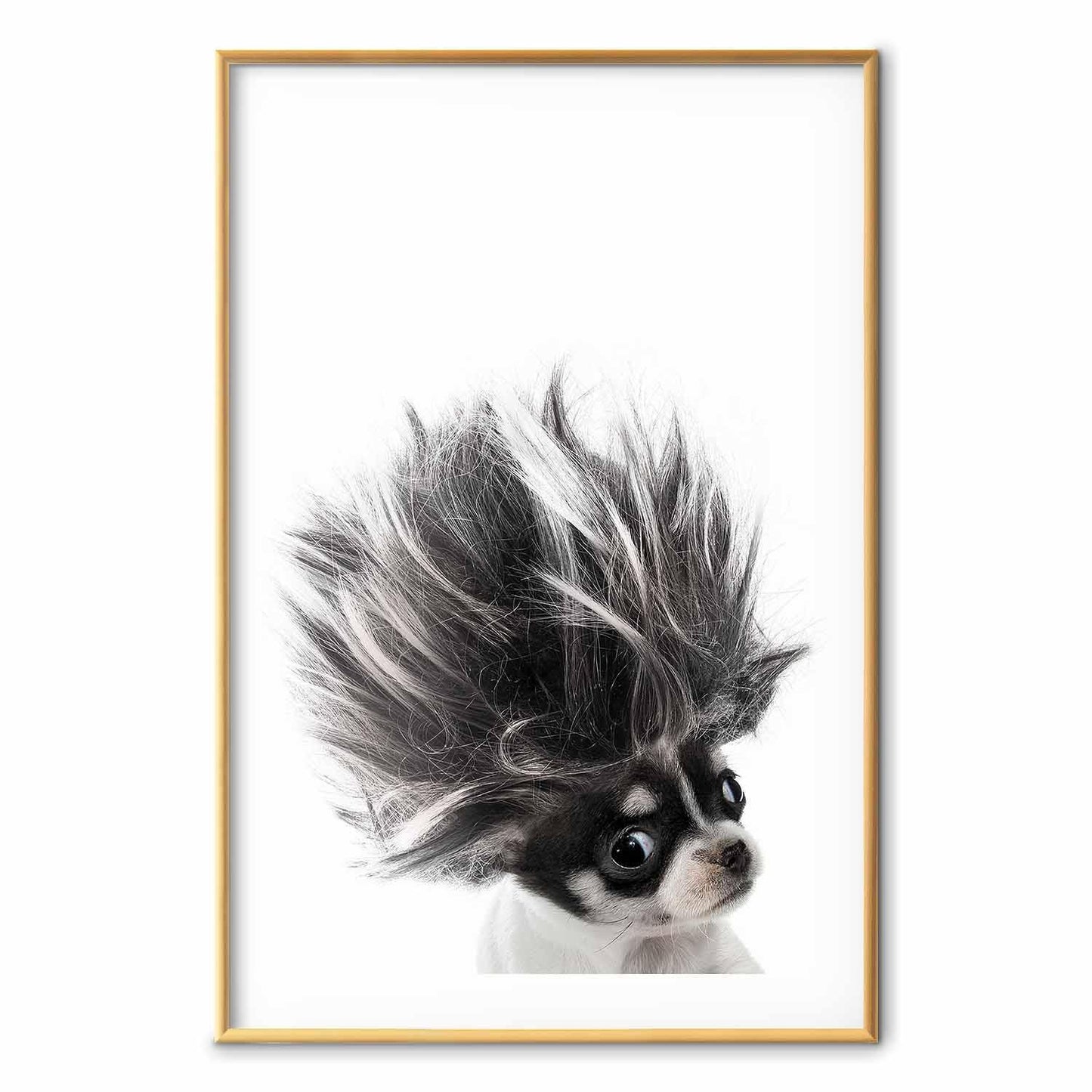 Poster - Chihuahua