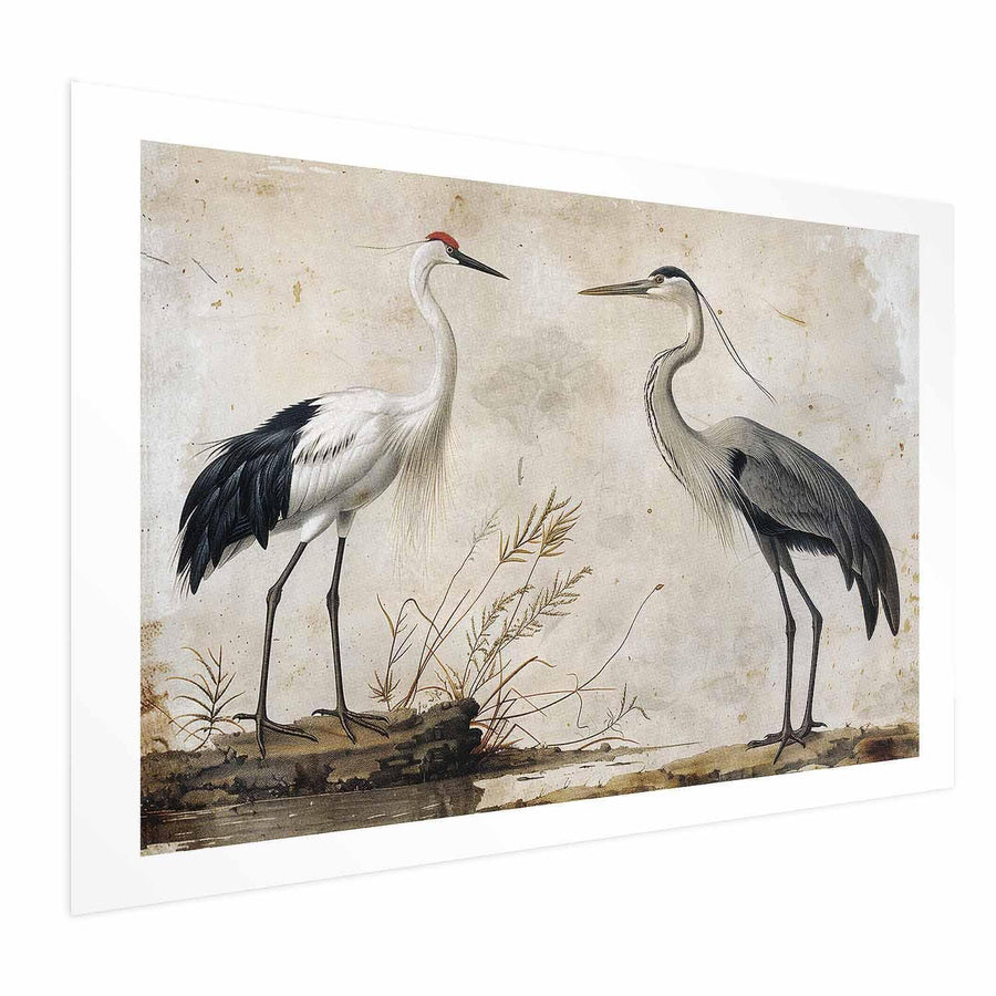 Poster - Birds from an Old Engraving - vintage-style illustration of a heron and a crane Artgeist