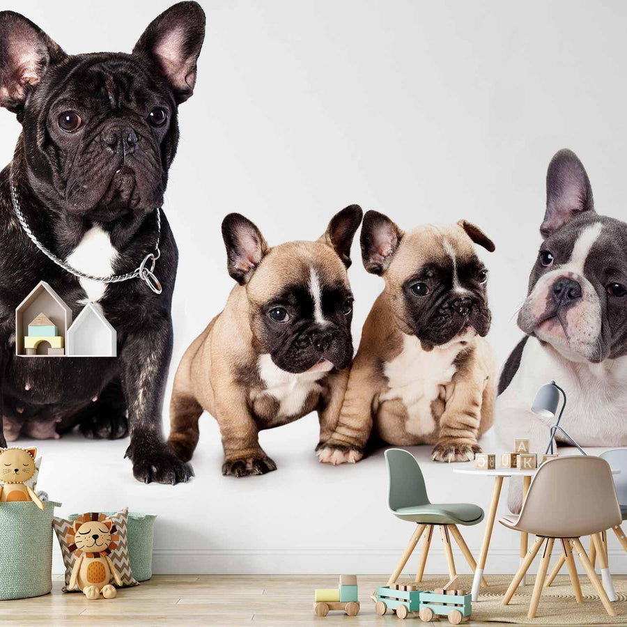 Fototapete „Französische Bulldoggen – Stilvoll & Charmant“