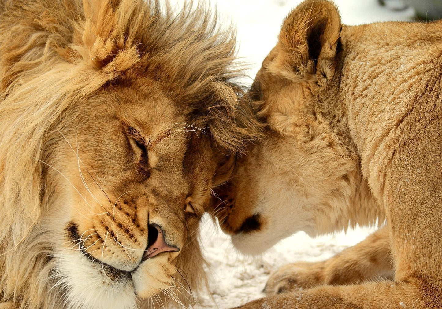 Fototapete - Lion Tenderness Artgeist