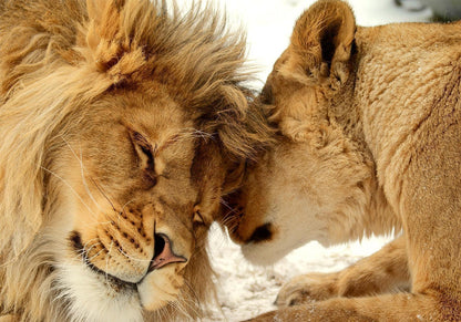 Fototapete - Lion Tenderness Artgeist