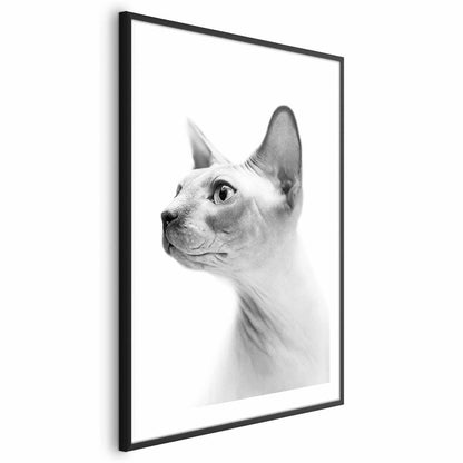 Poster - Hairless Cat Artgeist