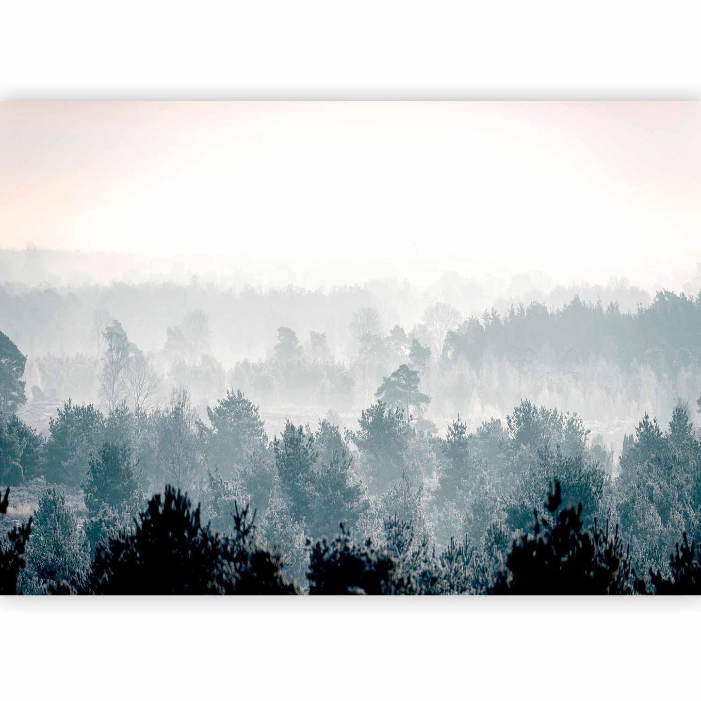 Fototapete „Winter Forest“ – Verschneiter Wald in stiller Winteridylle
