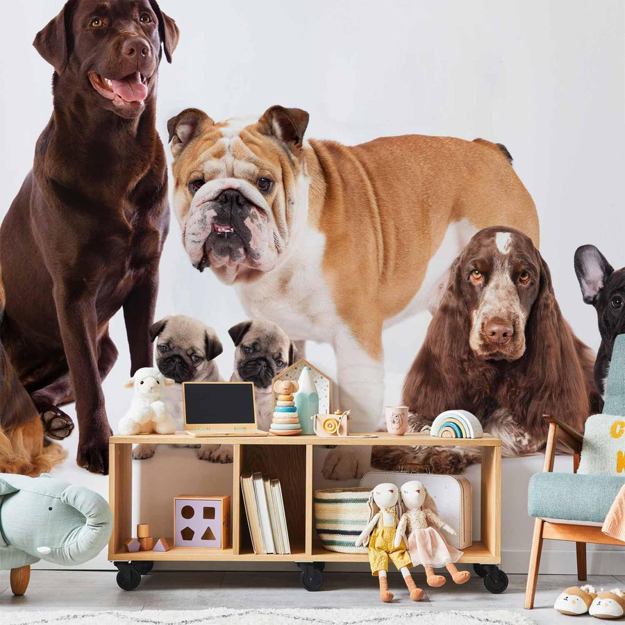 Fototapete - Animal portrait - dogs with a brown labrador in the centre on a white background Artgeist