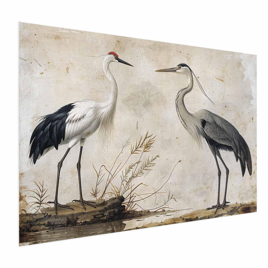 Poster - Birds from an Old Engraving - vintage-style illustration of a heron and a crane Artgeist
