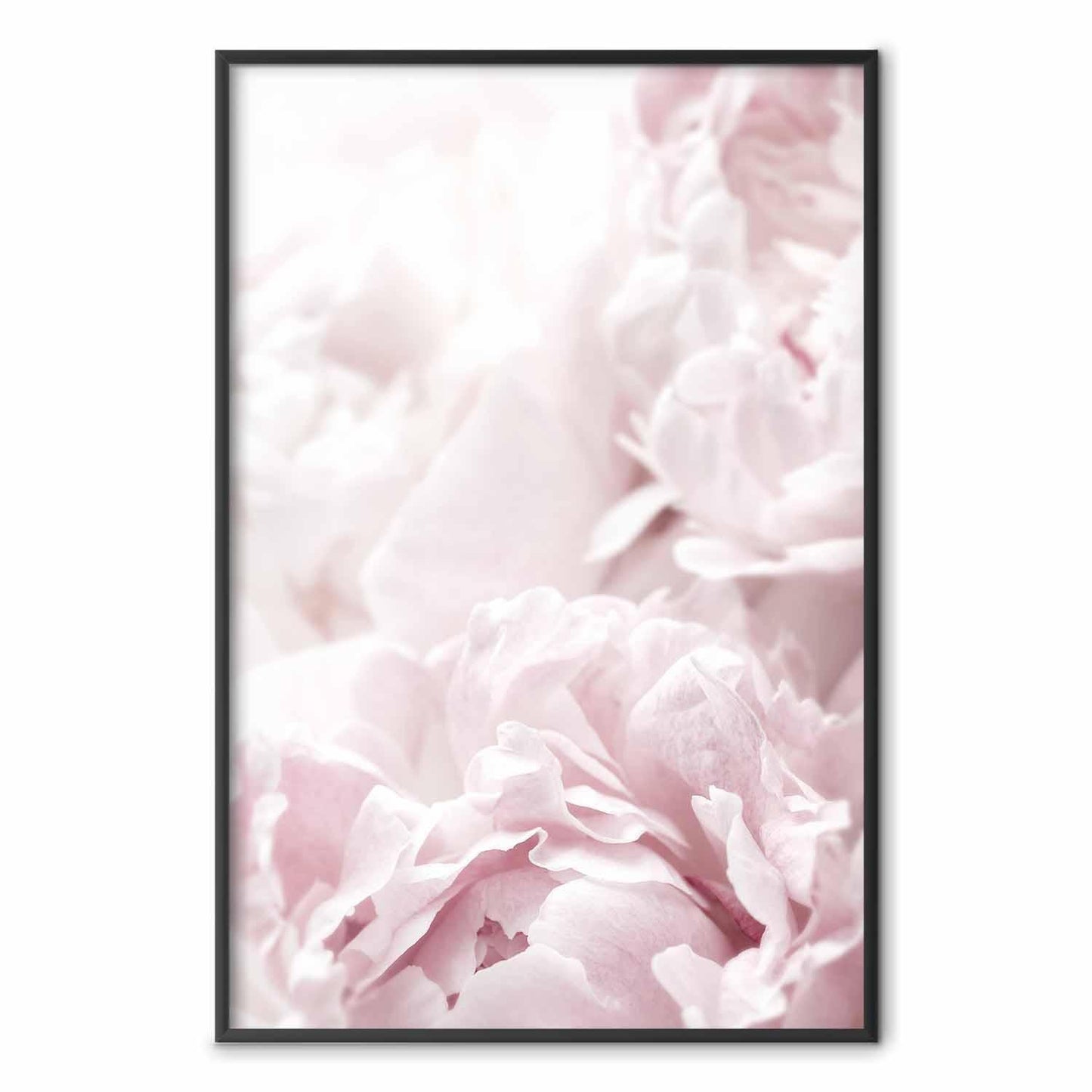 Poster - Fluffy Peonies