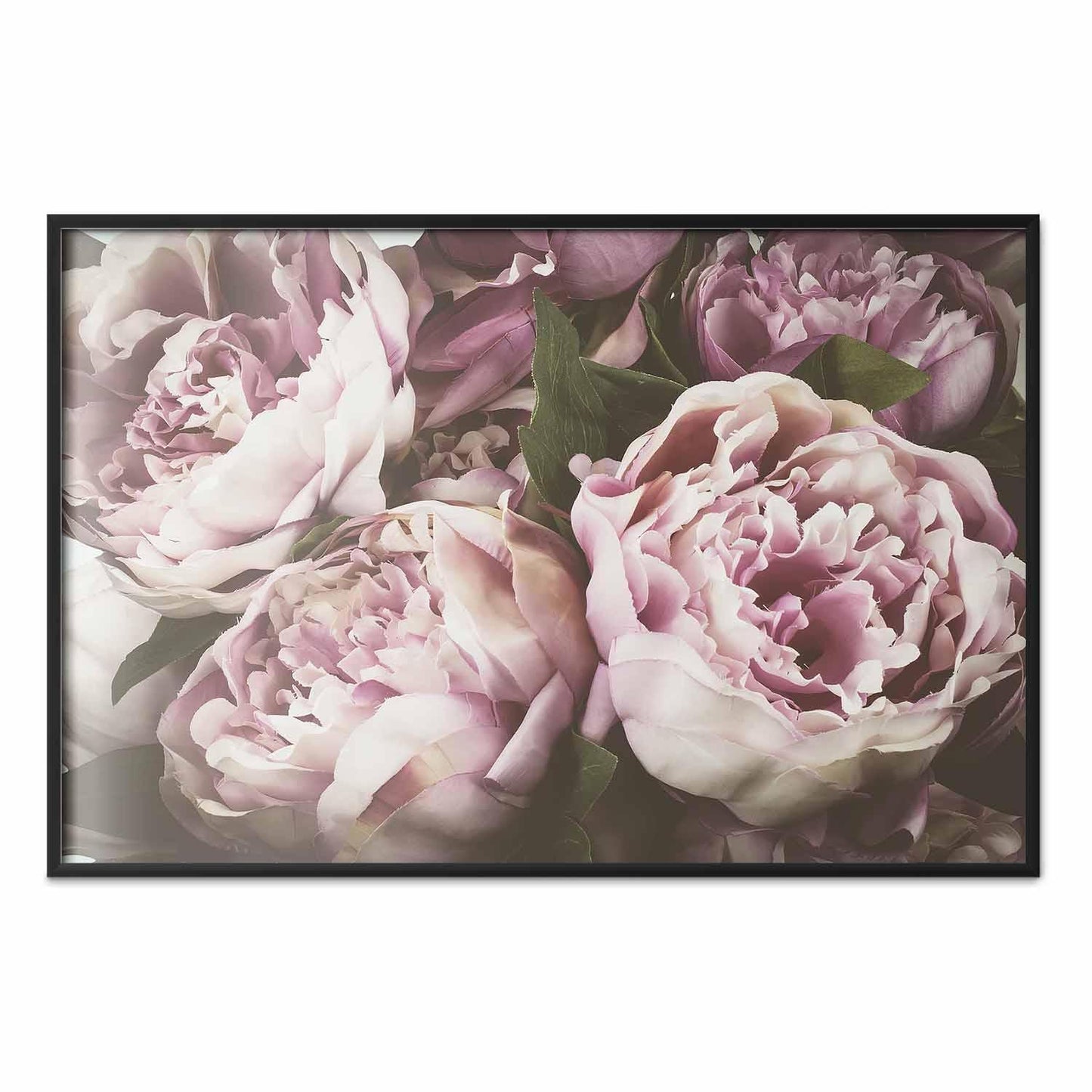 Poster - Pink Peonies