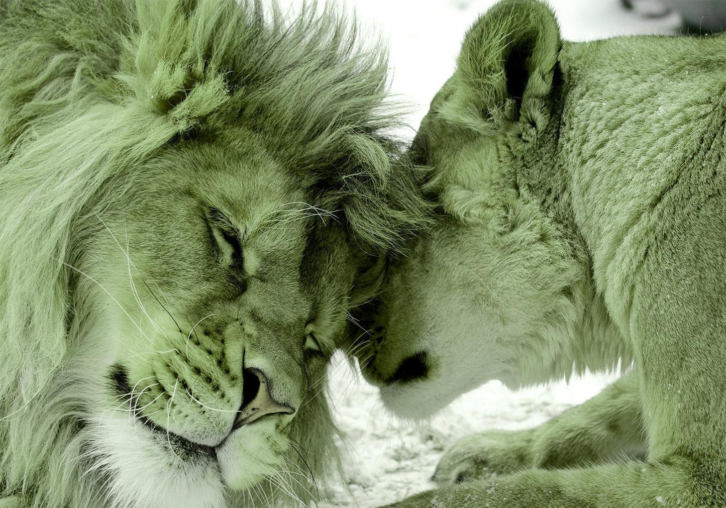 Fototapete - Lion Tenderness (Green) Artgeist