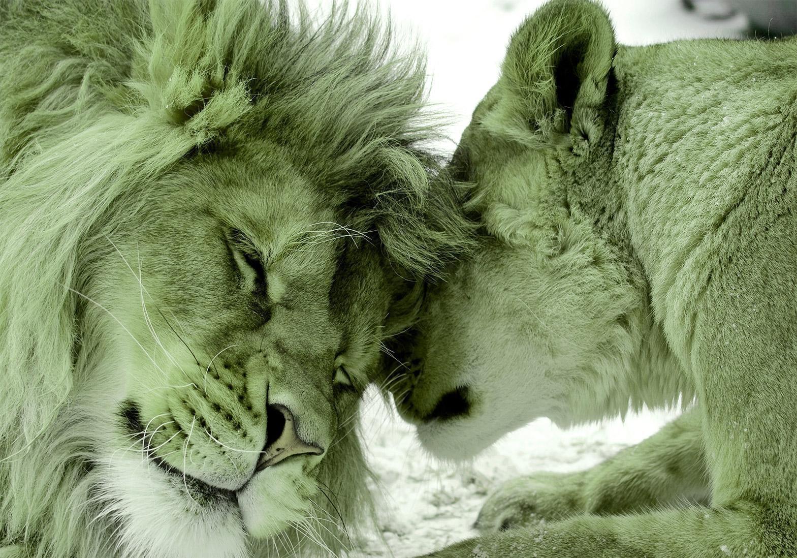Fototapete - Lion Tenderness (Green) Artgeist