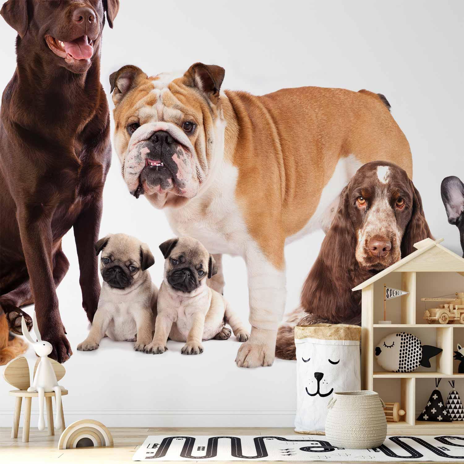 Fototapete - Animal portrait - dogs with a brown labrador in the centre on a white background Artgeist