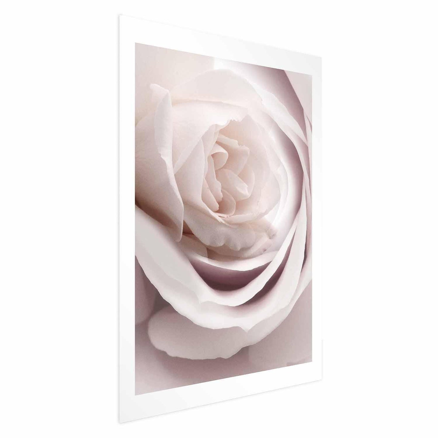 Poster - Porcelain Rose