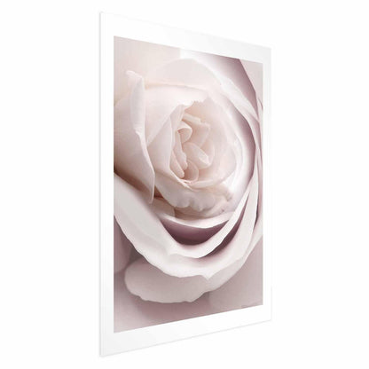 Poster - Porcelain Rose