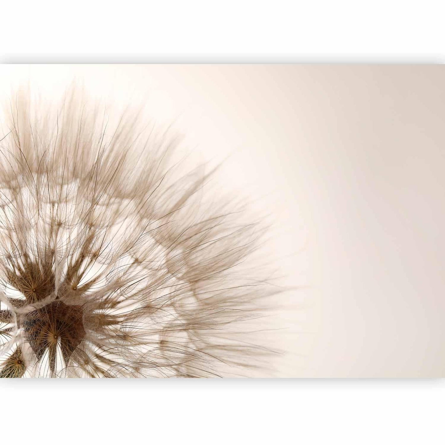 Fototapete - Nature close-up - close-up motif of a blowfly flower in sepia Artgeist