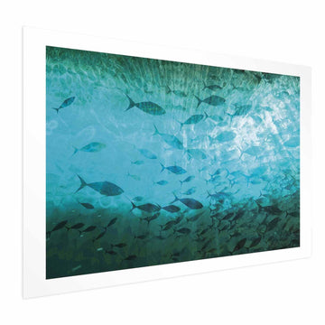 Poster - Group of Dark Fish Artgeist
