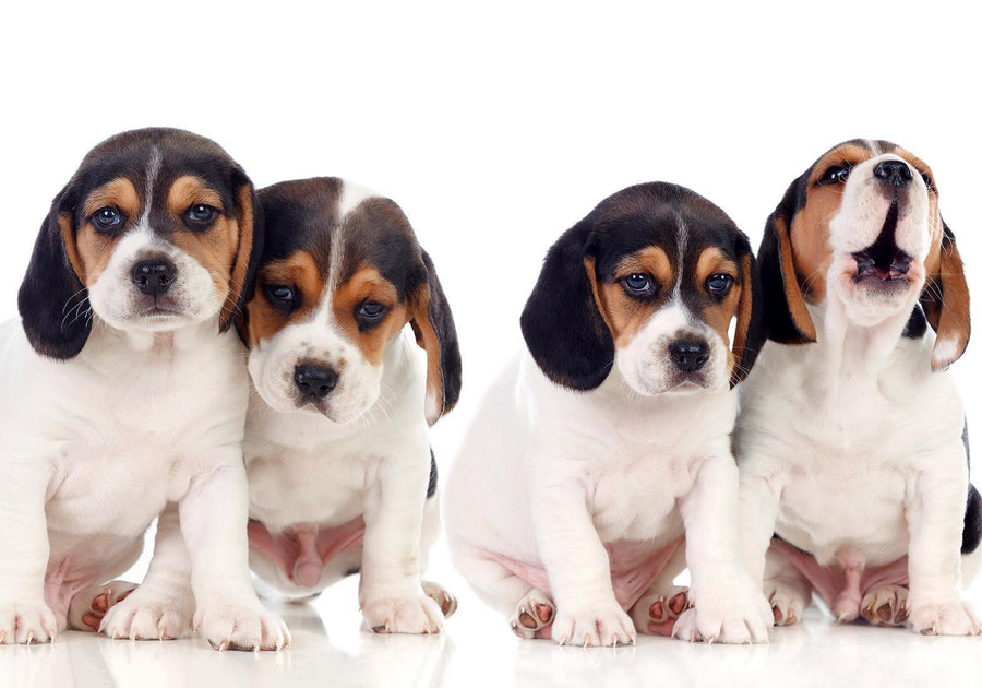 Fototapete „Sad Puppies“ – Süße Hundewelpen mit Herzblick