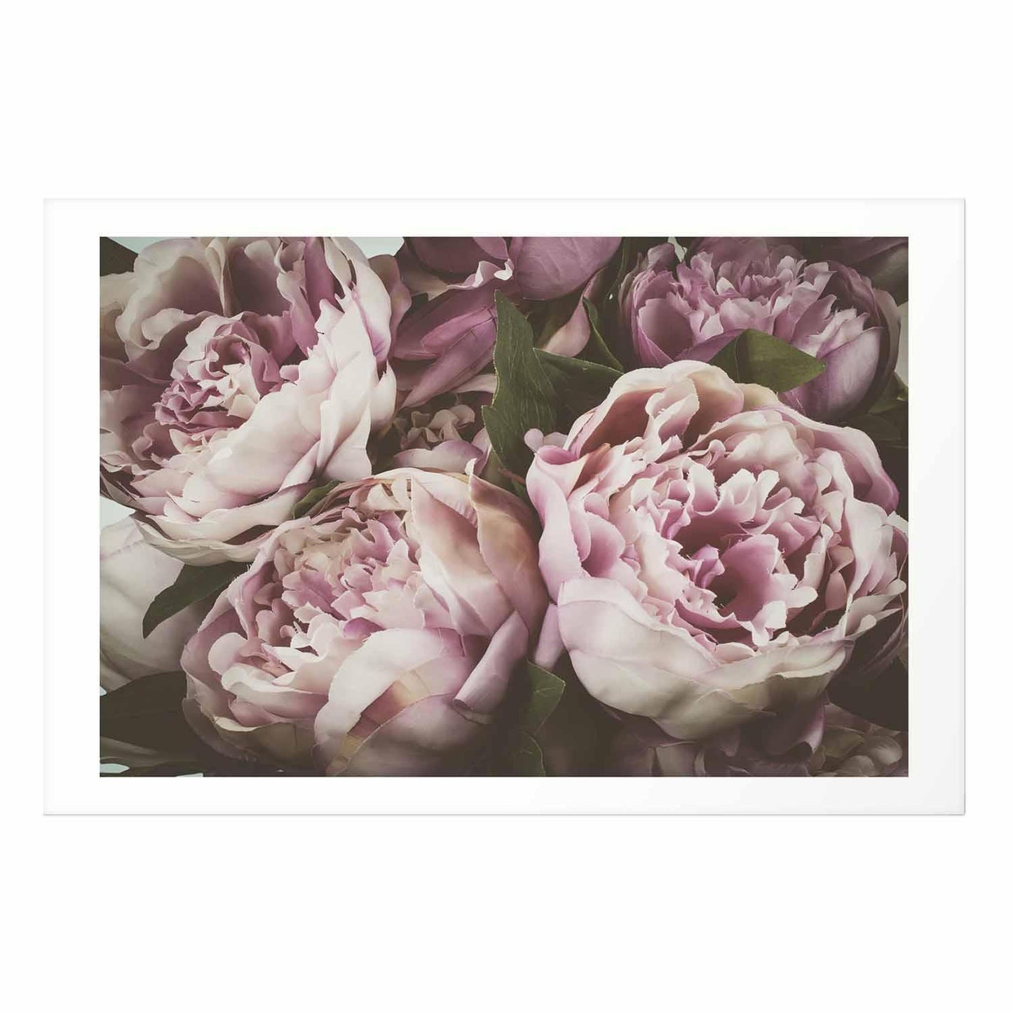 Poster - Pink Peonies