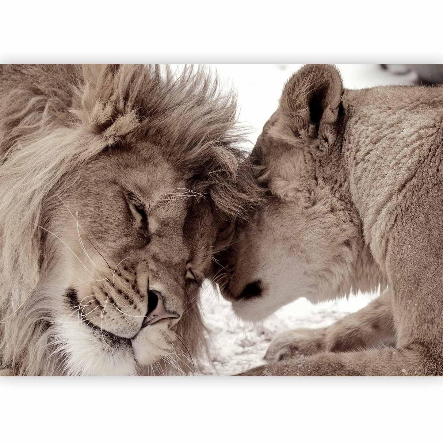 Fototapete - Lion Tenderness (Sepia)
