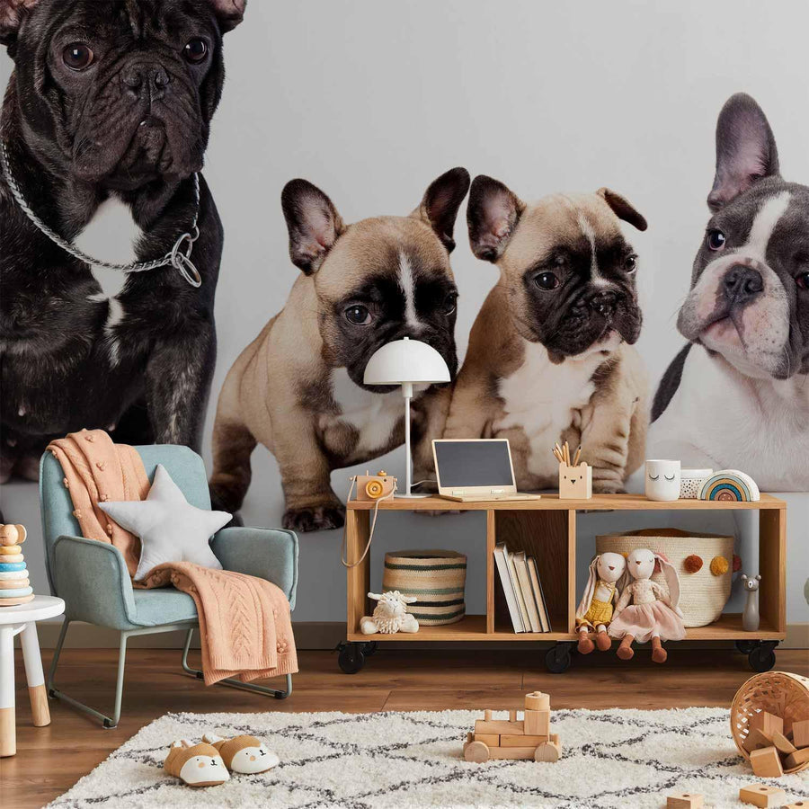 Fototapete „Französische Bulldoggen – Stilvoll & Charmant“
