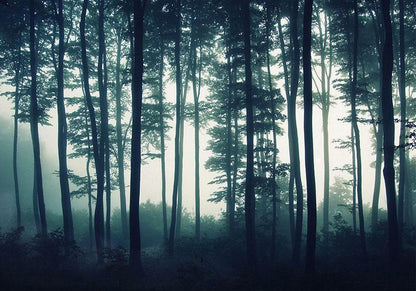 Fototapete - Dark Forest Artgeist