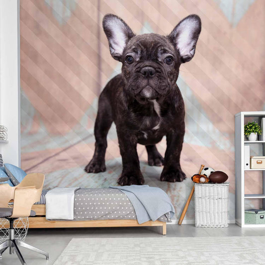 Fototapete - French Bulldog Artgeist