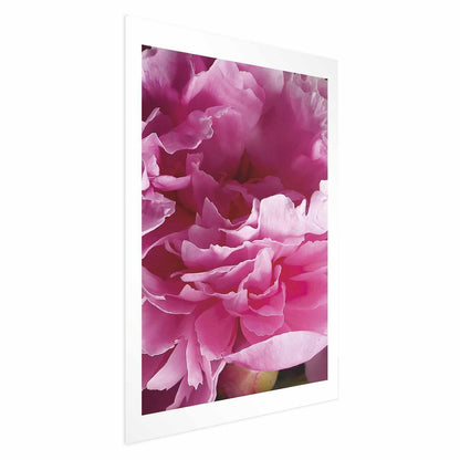 Poster - Beautiful Peonies Artgeist