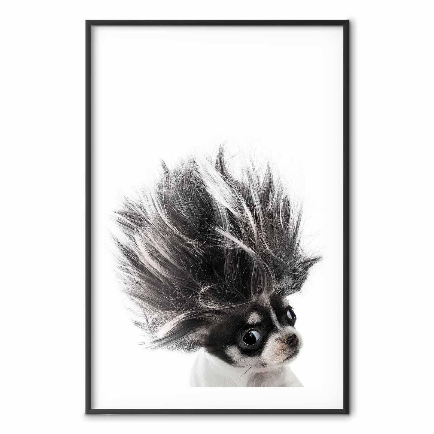Poster - Chihuahua