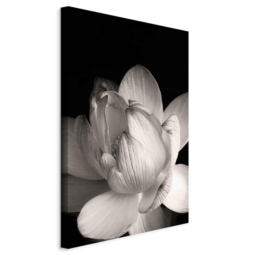 Leinwandbild - Delicacy of Petals in Nature (1-part) - Flower in Black and White