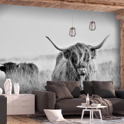 Fototapete - Highland Cattle Artgeist