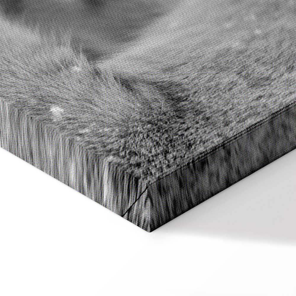 Leinwandbild - Lion's Love