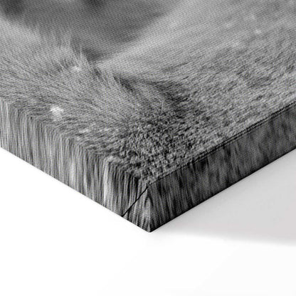 Leinwandbild - Lion's Love