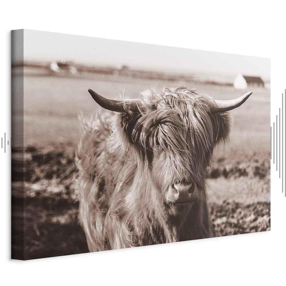 Leinwandbild - A Scottish Cow in Sepia