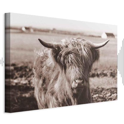 Leinwandbild - A Scottish Cow in Sepia