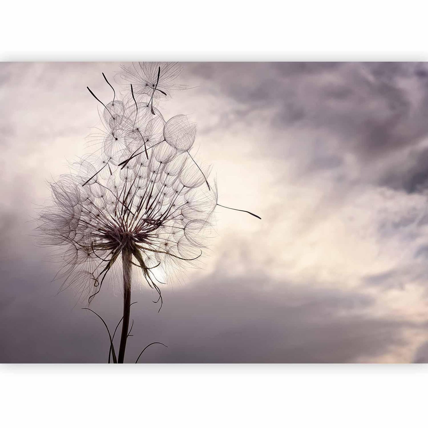 Fototapete „Sanfter Wind“ – Eleganz und Leichtigkeit für Ihr Zuhause