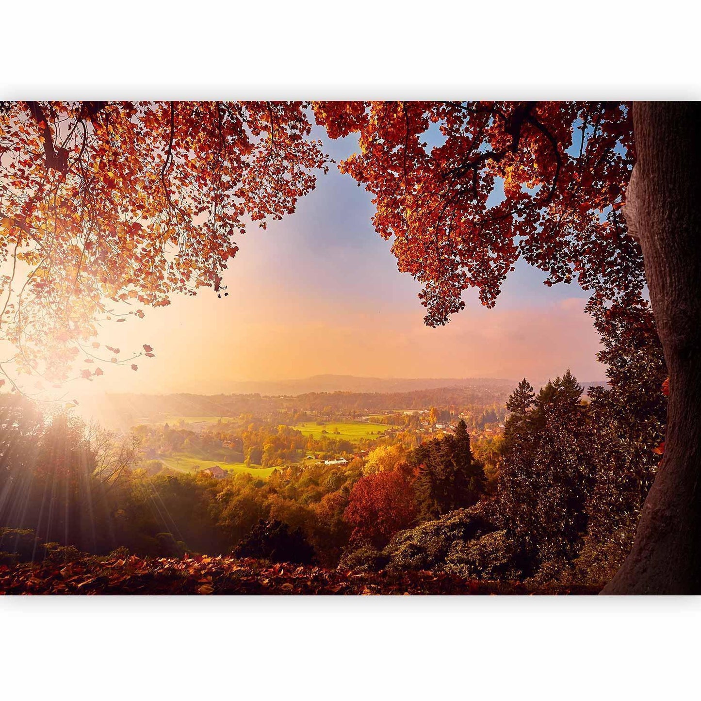 Fototapete - Autumn delight - sunny landscape with countryside surrounded by trees and fields Artgeist