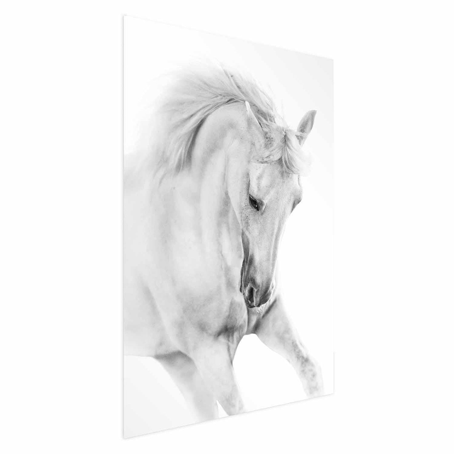 Poster - White Horse Artgeist