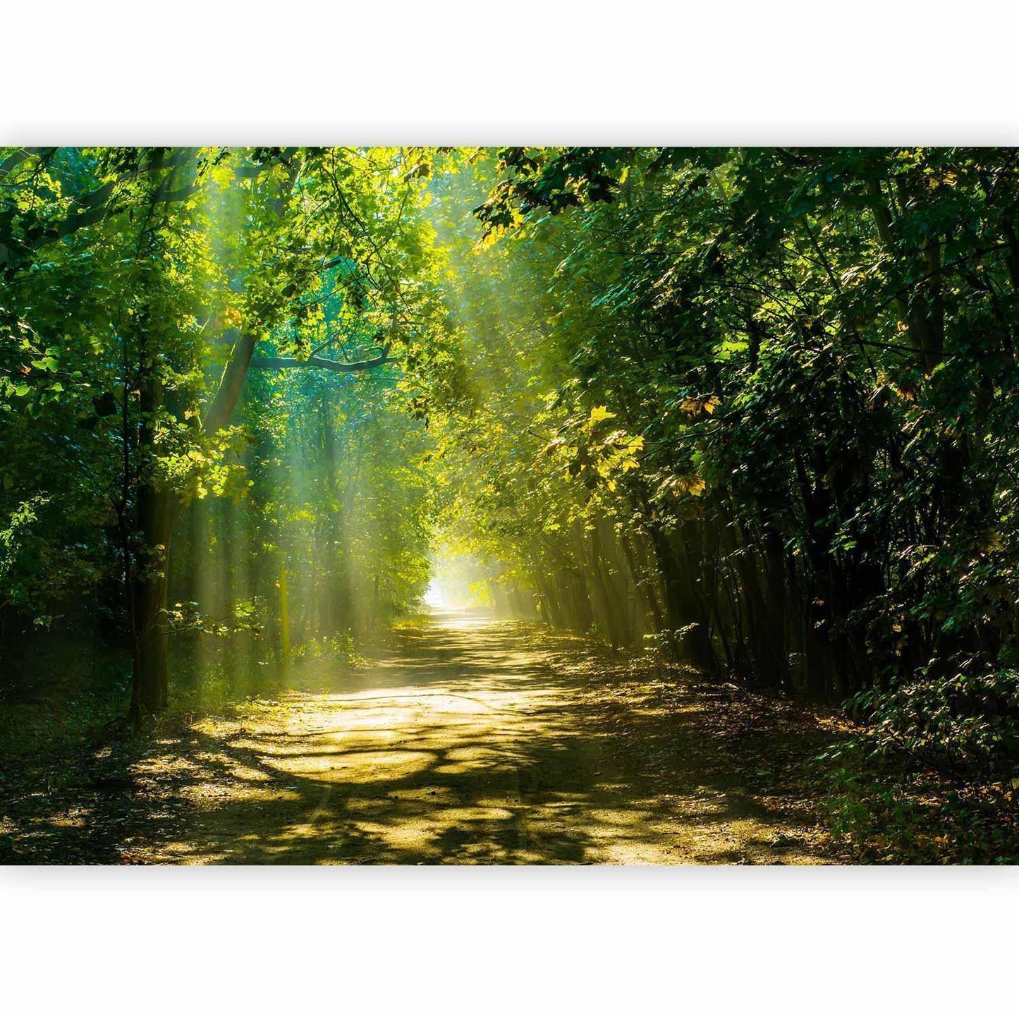 Fototapete - Road in Sunlight Artgeist