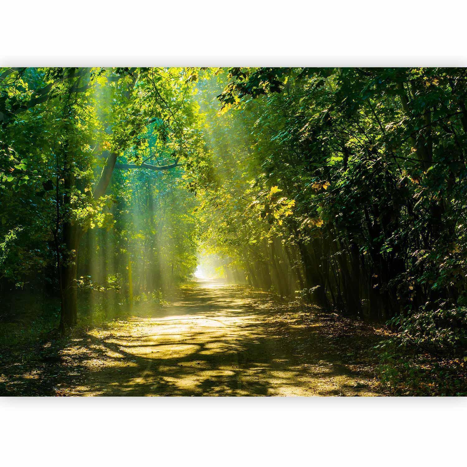 Fototapete - Road in Sunlight Artgeist