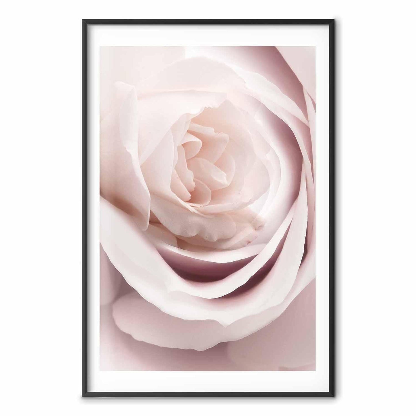 Poster - Porcelain Rose