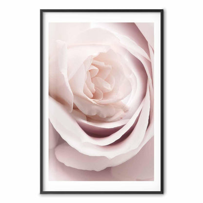 Poster - Porcelain Rose