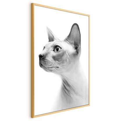 Poster - Hairless Cat Artgeist