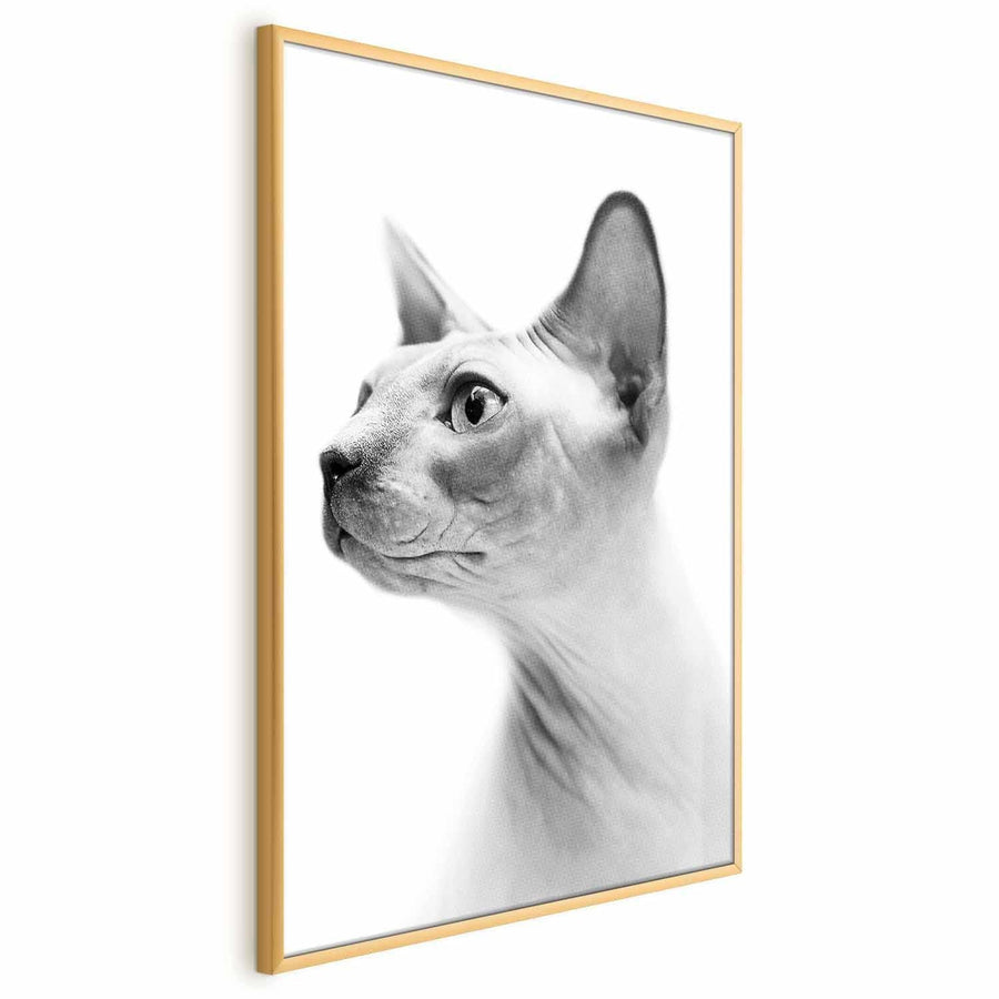 Poster - Hairless Cat Artgeist