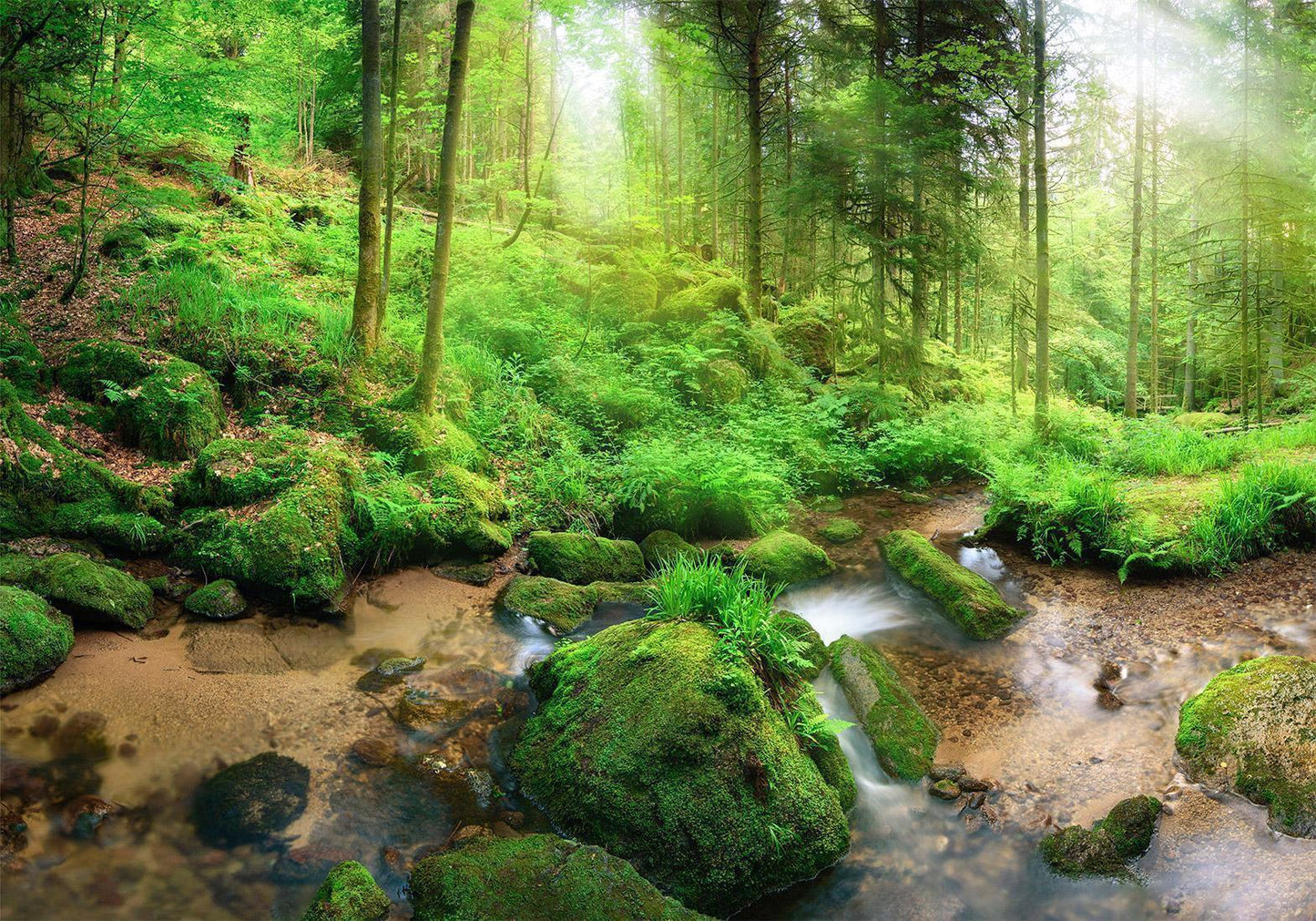 Fototapete - Humid Forest Artgeist